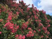promenade jardin botanique Jindai