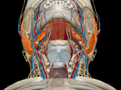 Atlas d'anatomie humaine édition 2018 lieu (sur iPhone iPad)
