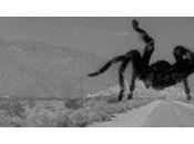 [Sortie Blu-ray] Tarantula, radioactivité mygales font rarement ménage
