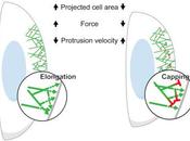 #Cell #actine #lamellipode #réseau Adaptation locale réseaux d’actine lamellipode