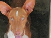 FITO magnifique jeune podenco mois adopter chez chiens galgos