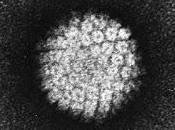 #thelancet #HPV #vaccin9valent Analyses d’efficacité finale, d’immunogénécité d’innocuité vaccin papillomavirus 9-valent chez femmes âgées essai double-aveugle, randomisé