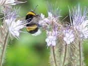 Pourquoi zéro phyto c'est important