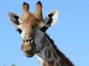 girafe libère animaux d’un cirque