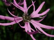 Lychnis fleur coucou (Silene flos-cuculi)