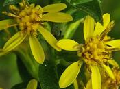 Solidage verge-d'or (Solidago virgaurea)