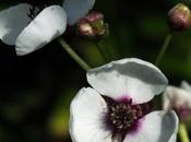 Sagittaire feuilles flèche (Sagittaria sagittifolia)