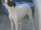 Roll petit croisé Bodeguero adopter sous contrat associatif chiens galgos