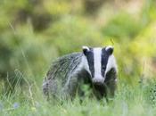 Comment devenir photographe animalier autonome