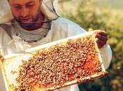 nouvelle année catastrophique pour l'apiculture