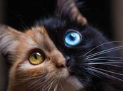 Quimera, chat double-face aussi rare magnifique