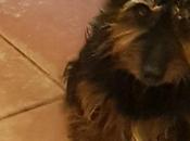 Sauvetage Milou petit chien noir abandonné réussi maison