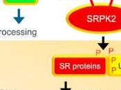 #cell #lipogenèsedenovo #régulationposttranscriptionnelle Régulation post-transcriptionnelle Lipogenèse Novo Signalisation mTORC1-S6K1-SRPK2