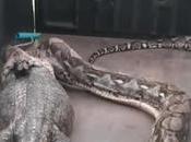 sauvetage hors normes python Thaïlande (vidéo)