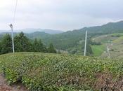 Sencha Asamiya, cultivar Yabukita