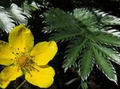 Potentille ansérine (Potentilla anserina)