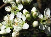 Cerisier Sainte-Lucie (Prunus mahaleb)