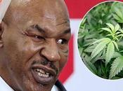 Mike Tyson devenir producteur cannabis
