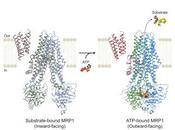 #Cell #médicament #ATP #substrat #MRP1 liaison l’ATP permet l’expulsion substrat protéine multirésistance médicaments