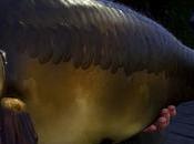 Waldsee pour Euro Fishing disponible aujourd’hui