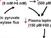 #Cell #cycleglucoseacidegras #leptine #glucose #homéostasie leptine soumet cycle glucose-acide gras régulation pour maintenir l’homéostasie glucose pendant jeune