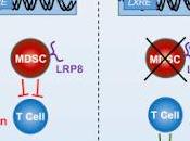 #Cell #cancer #immunitéinnée #LXRApoE L’activation LXR/ApoE restreint suppression l’immunité innée dans cancer