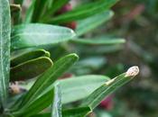 Camélée (Cneorum tricoccon)