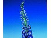 Delphinium pied d'alouette dauphinelle