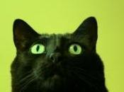 concours pour désigner chat plus effrayant d’Angleterre