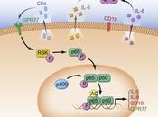#Cell #cancer #chimiorésistance #fibroblastes Fibroblastes CD10+GPR77+ stimulation formation chimiorésistance cancer maintenant vigueur cellules souches