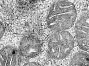 ANÉMIE Comment carence compromet production globules rouges