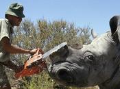 Léger recul braconnage rhinocéros Afrique