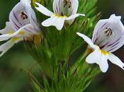 Euphraise raide (Euphrasia stricta)