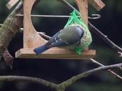 Mésange jardin janvier 2018