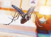 ZIKA, DENGUE bactérie bloque transmission virale