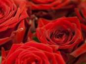 roses rouges Saint Valentin