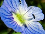 Véronique Perse (Veronica persica)