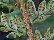 Polystic aiguillons (Polystichum aculeatum)