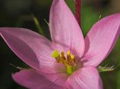 Roridula gorgonias espèce proto-carnivore