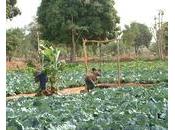 Cameroun développement rural pris otage