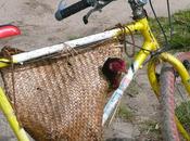 l'on doit faire Madagascar avec (vieux) camion