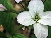 Cardamine sept folioles (Cardamine heptaphylla)