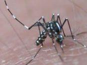 Aedes albopictus moustique tigre