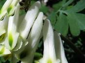Corydale jaunâtre (Pseudofumaria alba)