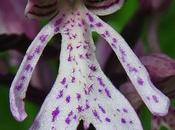 Orchis hybride militaire pourpre (Orchis hybrida)