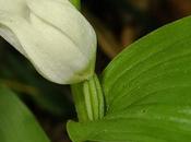 Céphalanthère petites feuilles (Cephalanthera damasonium)