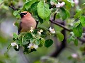 Jaseurs d'Amérique...
