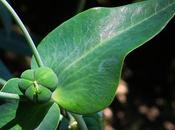 Euphorbe épurge (Euphorbia lathyris)
