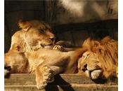 Afrique Comment dictateurs endorment leurs peuples