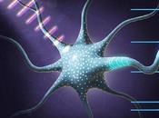 CERVEAU neurones besoin silences pour mieux réfléchir